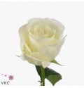 ΤΡΙΑΝΤΑΦΥΛΛΑ  ΛΕΥΚΑ 60εκ.  ROSEN NORMA  JEANE